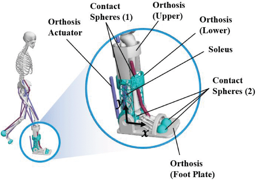 Ankle-Foot Orthosis policy design